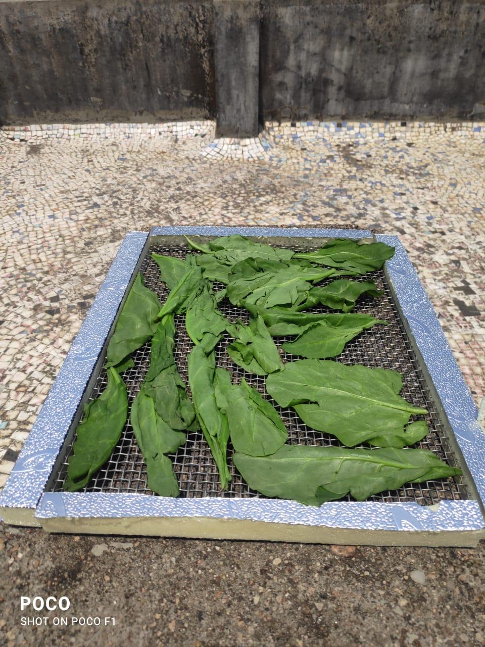 Development of Solar Dryer thumbnail 9